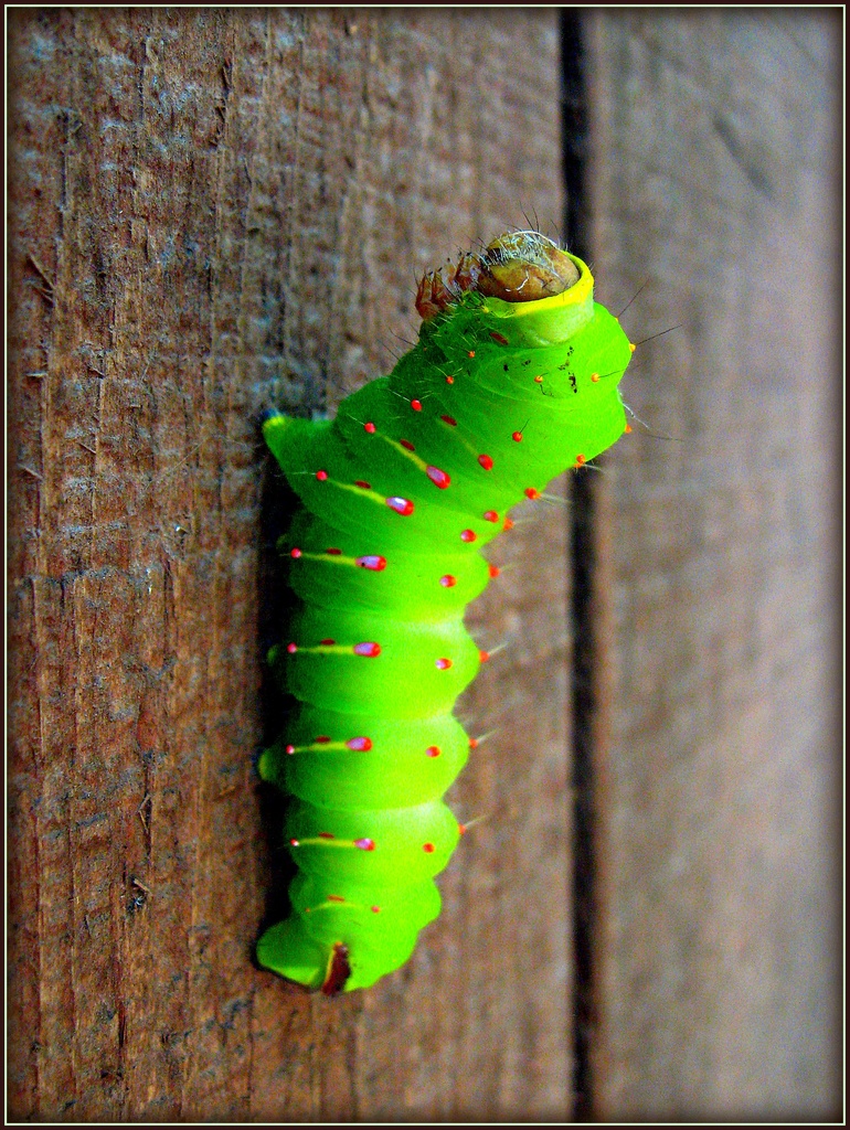 Luna Moth Caterpillar 2 by olivetreeann
