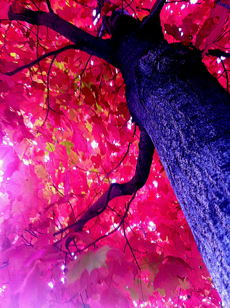 Autumn Tree by dakotakid35