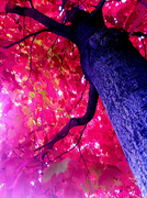 6th Oct 2013 - Autumn Tree