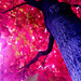 Autumn Tree by dakotakid35