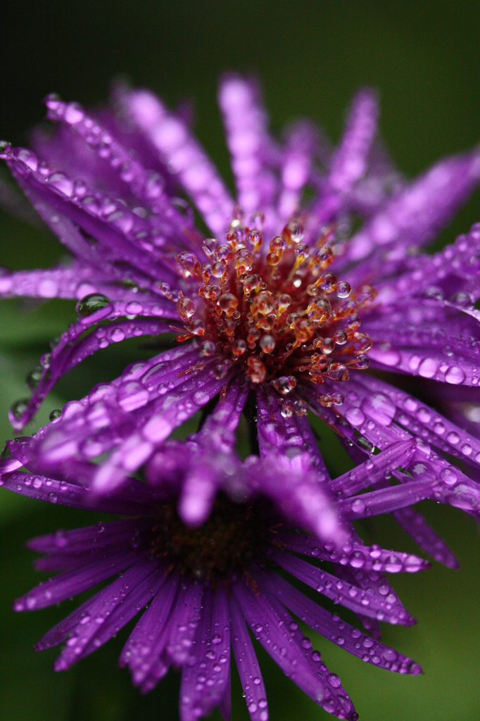 Raindrops on Asters by mzzhope