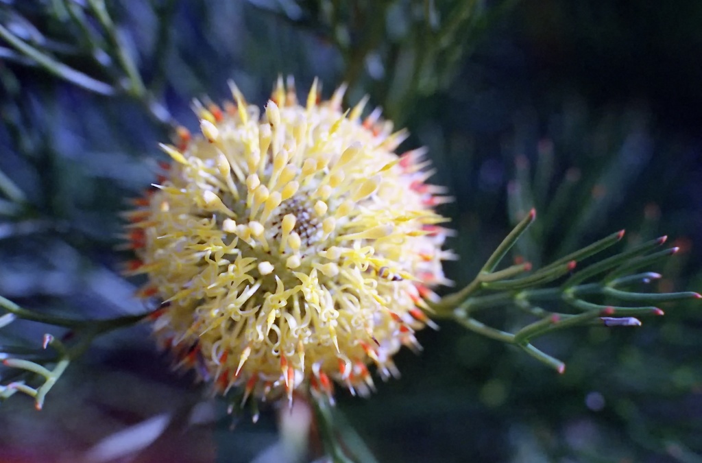 Isopogon by peterdegraaff