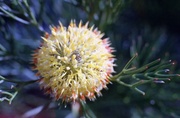 7th Oct 2013 - Isopogon