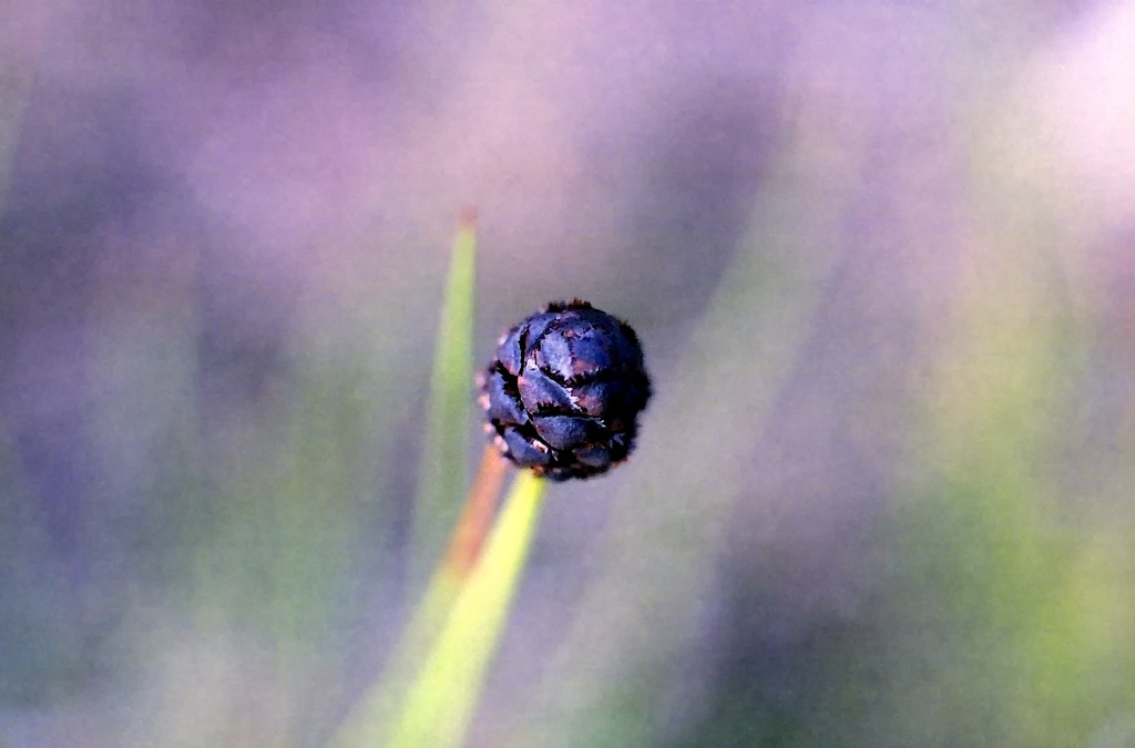 Seed ball by peterdegraaff