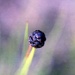 Seed ball by peterdegraaff