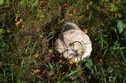 12th Apr 2013 - Mushroom