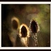 7th October 2013 Backlit teasel by pamknowler