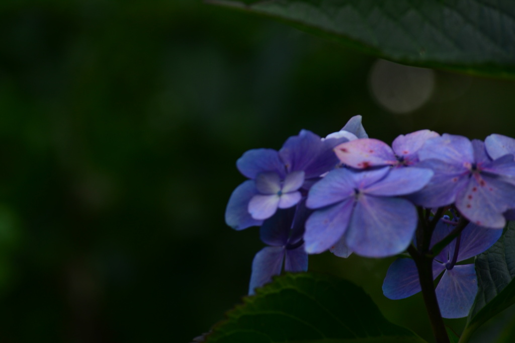 Blue Hydrangea by ziggy77