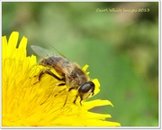 7th Oct 2013 - Hoverfly and Dandelion
