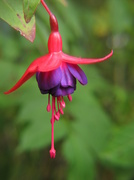 7th Oct 2013 - Yet another fuchsia