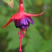 Yet another fuchsia by alia_801