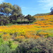 Namaqualand spring flower display. by judithdeacon