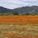 Namaqua daisies as far as the eye can see! by judithdeacon