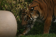 26th Oct 2013 - Tiger 1