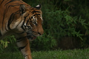 27th Oct 2013 - Tiger 2