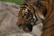 28th Oct 2013 - Tiger 3