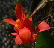 6th Oct 2013 - Canna lily, Magnolia Gardens, Charleston, SC