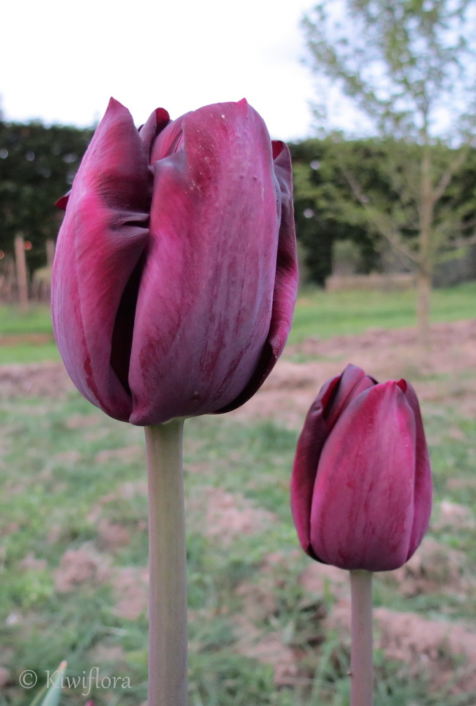 Tulip 'Black Diamond' by kiwiflora