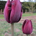 Tulip 'Black Diamond' by kiwiflora