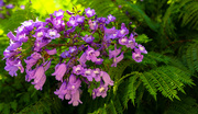 7th Oct 2013 - (Day 236) - Purple Flowers in the Park