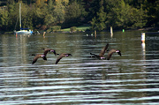 6th Oct 2013 - Geese in flight