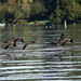Geese in flight by nanderson