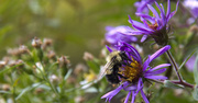 7th Oct 2013 - Busy Bee