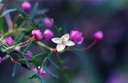 8th Oct 2013 - Tiny flower amongst pink parcels