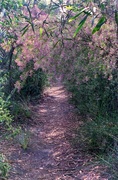 8th Oct 2013 - Pink plateau trail