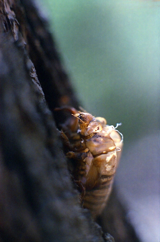 Cicada shell by peterdegraaff