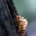 Cicada shell by peterdegraaff