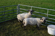 18th Apr 2013 - Sheep