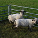 Sheep by motorsports