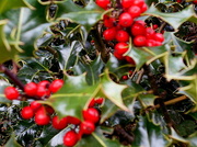 5th Oct 2013 - Holly berries ...