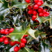 Holly berries ... by snowy