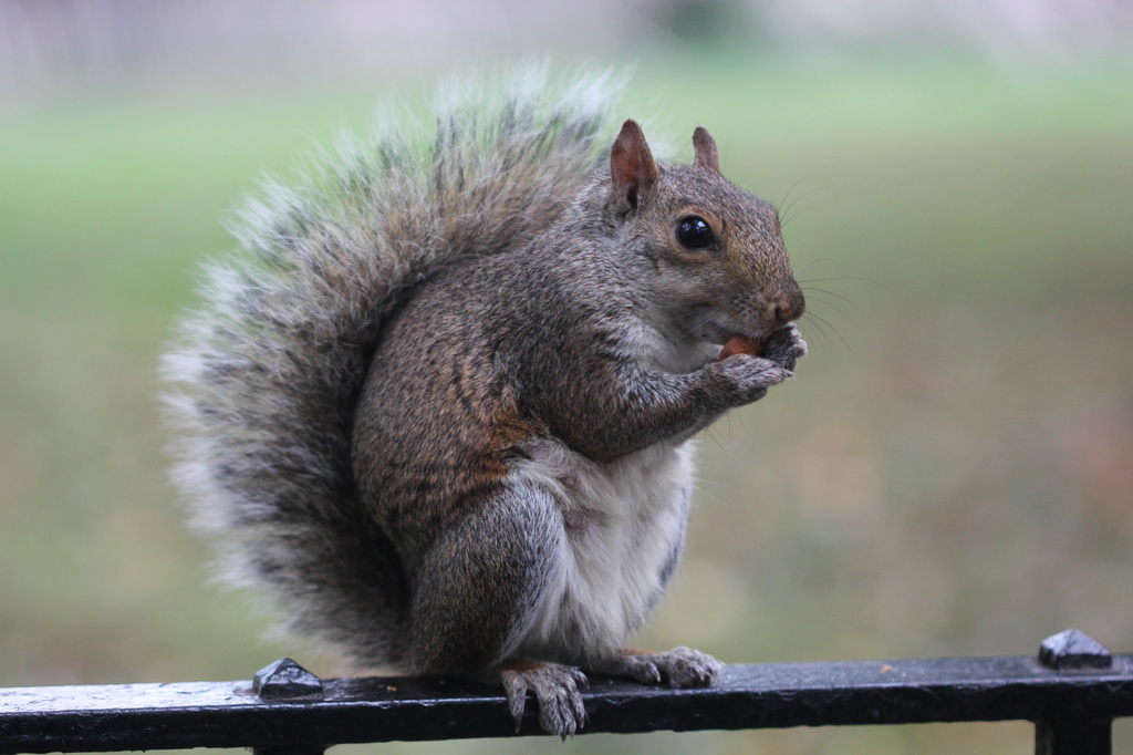 Battery Park Squirrel by jamibann