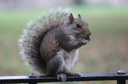 6th Oct 2013 - Battery Park Squirrel