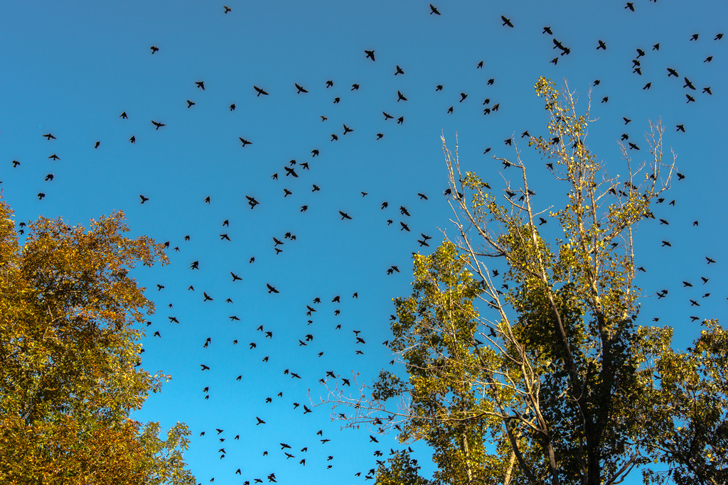 Swarming Birds by kathyladley