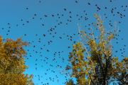 8th Oct 2013 - Swarming Birds