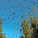 Swarming Birds by kathyladley