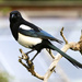 Magpie by padlock