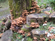 6th Oct 2013 - Fungus on Horse chestnut