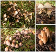 8th Oct 2013 - Fungus of our garden