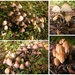 Fungus of our garden by pyrrhula