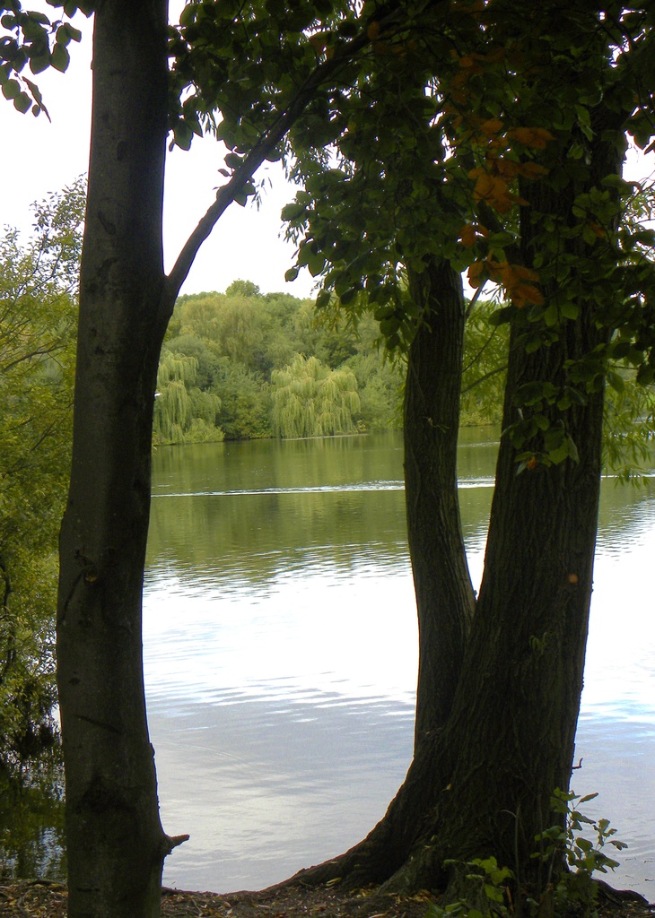 Trees Colwick Park by oldjosh