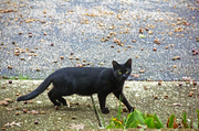 8th Oct 2013 - Neighbor's Cat