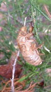 4th Oct 2013 - still traumatized by cicadas