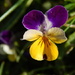 Wondrous Viola by bjywamer