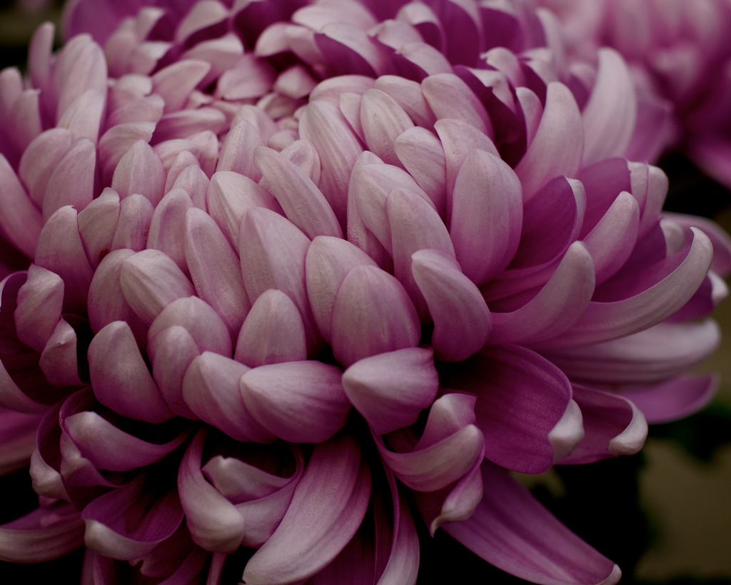 Chrysanthemum by eudora