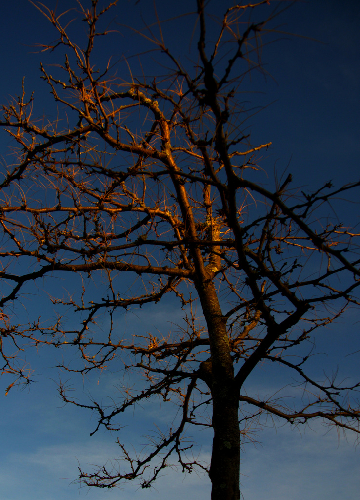 Light on a Limb by kevin365
